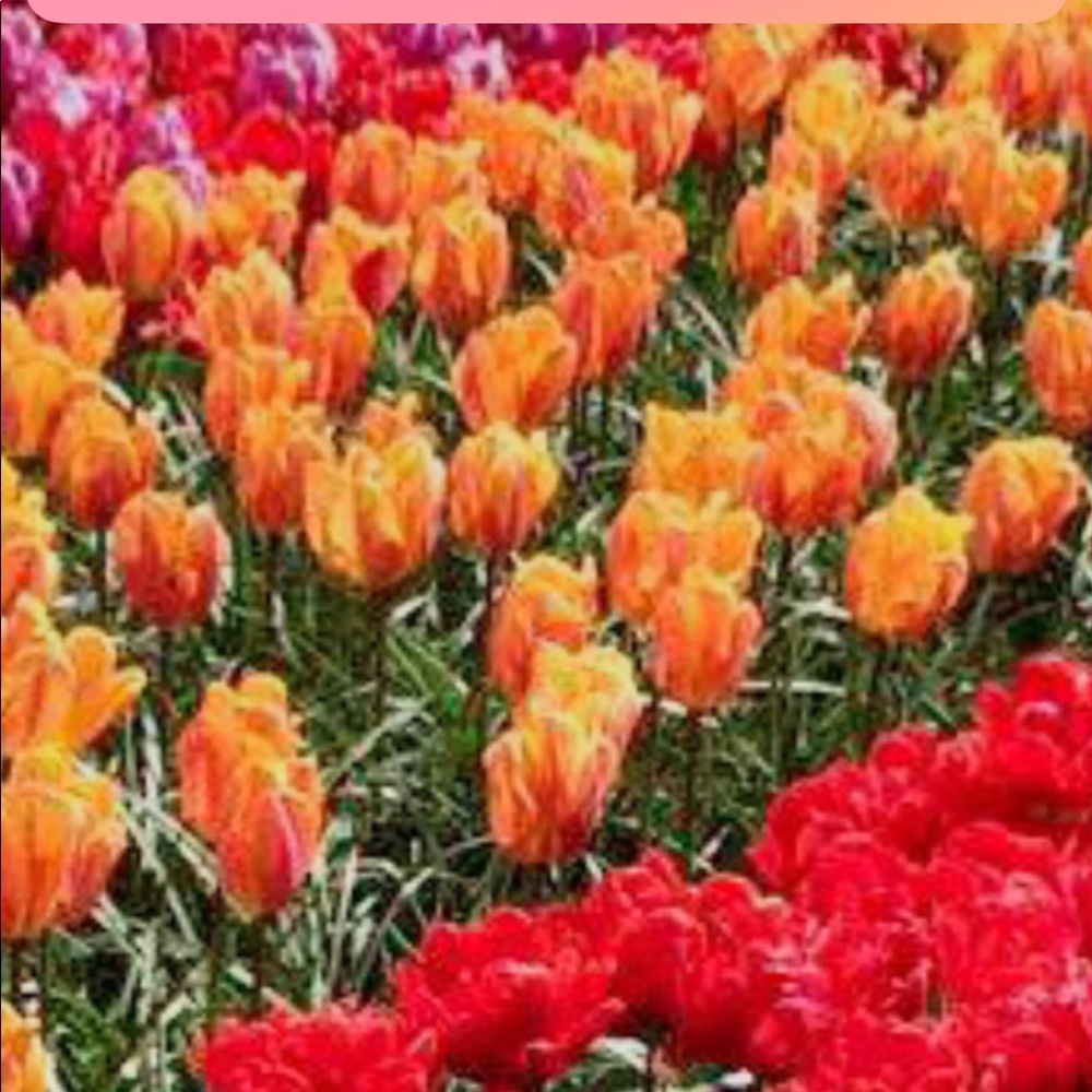 Meet your Posher, Morgan